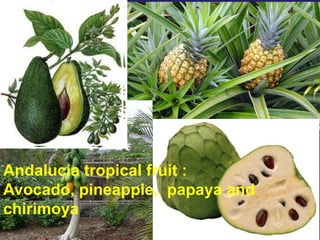 Andalucia tropical fruit :
Avocado, pineapple, papaya and
chirimoya
 