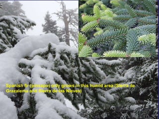 Spanish fir (pinsapo) only grows in this humid area (Sierra de
Grazalema and Sierra de las Nieves)
 