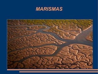 MARISMAS
 