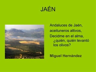 JAÉN

  Andaluces de Jaén,
  aceituneros altivos,
  Decidme en el alma,
    ¿quién, quién levantó
    los olivos?

  Miguel Hernández
 