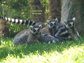 Lemur catta
lemur kata
 