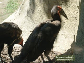 Bucorvus leadbeateri
zoborožec kaferský
 