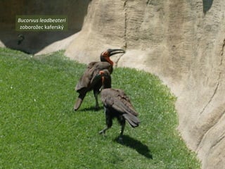 Bucorvus leadbeateri
zoborožec kaferský
 