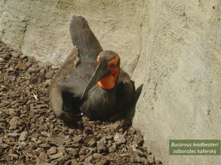 Bucorvus leadbeateri
zoborožec kaferský
 