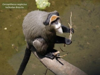 Cercopithecus neglectus
kočkodan Brazzův
 