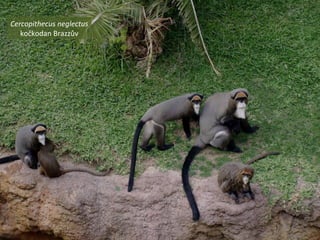 Cercopithecus neglectus
kočkodan Brazzův
 