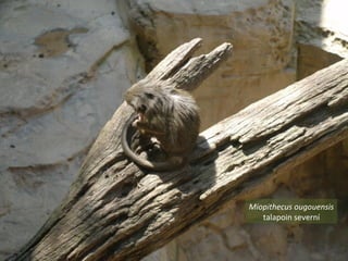 Miopithecus ougouensis
talapoin severní
 