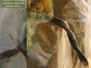 Miopithecus ougouensis
talapoin severní
 