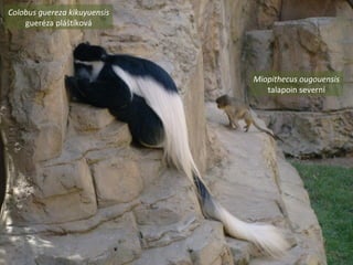 Colobus guereza kikuyuensis
gueréza pláštíková
Miopithecus ougouensis
talapoin severní
 