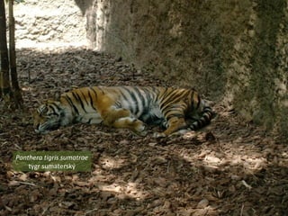 Panthera tigris sumatrae
tygr ܳٱý
 