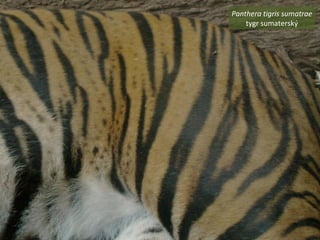 Panthera tigris sumatrae
tygr ܳٱý
 