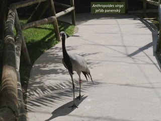 Anthropoides virgo
jeřáb panenský
 