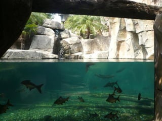 Andalusia - Fuengirola - Bioparc - 2010