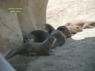 Aonyx cinerea
vydra malá
 