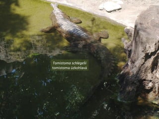 Tomistoma schlegelii
tomistoma úzkohlavá
 