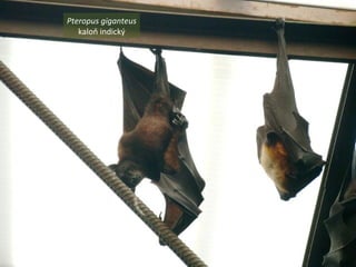 Pteropus giganteus
kaloň indický
 
