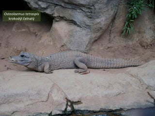 Osteolaemus tetraspis
krokodýl čelnatý
 