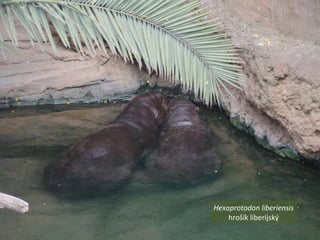 Hexaprotodon liberiensis
hrošík liberijský
 