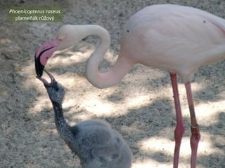 Phoenicopterus roseus
plameňák růžový
 