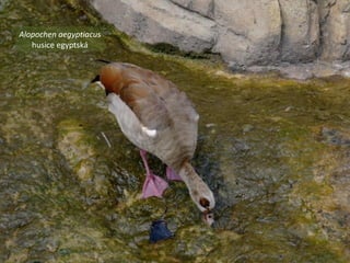 Alopochen aegyptiacus
husice egyptská
 