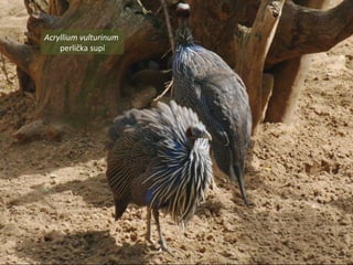 Acryllium vulturinum
perlička supí
 