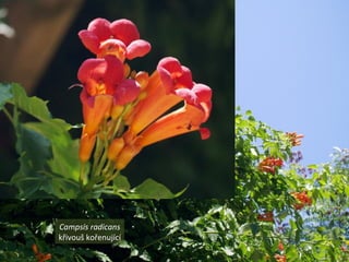Campsis radicans
křivouš kořenující
 