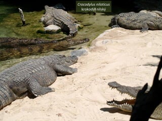 Crocodylus niloticus
krokodýl nilský
 