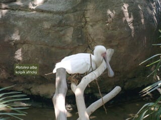 Platalea alba
kolpík africký
 