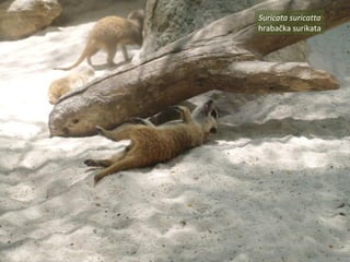 Suricata suricatta
hrabačka surikata
 