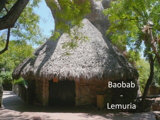 Baobab
-
Lemuria
 