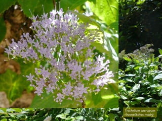 Trachelium caeruleum
 zvonečkovec modrý
 