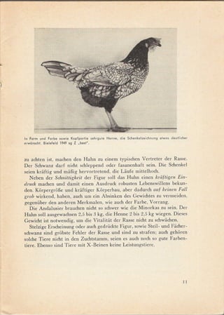 )




    In Form und Forbe sowie        Kopfpartie    sehrgute   Henne,   die Schenkelzeichnung   etwas deutlicher
    erwünscht.   Bielefeld   1949 sg Z .best".



    zu achten ist, machen den Hahn zu einem typischen Vertreter der Rasse.
    Der Schwanz darf nicht schleppend oder fasanenhaft sein. Die Schenkel
    seien kriiftig und miiBig hervortretend, die Liiufe mittelhoch.
       Neben der Schnittigkeit der Figur sol! das Huhn einen kriiftigen Ein-
    druck machen und damit einen Ausdruck robusten Lebenswillens bekun-
    den. KarpergraEe und kriiftiger Karperbau, aber dadurch auf keinen Fall
    grob wirkend, haben, auch um ein Absinken des Gewichtes zu vermeiden,
    gegenüber den anderen Merkmalen, wie auch der Farbe, Vorrang.
       Die Andalusier brauchen nicht so schwer wie die Minorkas zu sein. Der
    Hahn sol! ausgewachsen 2,5 bis 3 kg, die Henne 2 bis 2,5 kg wiegen. Dieses
    Gewicht ist notwendig, um die Vitalitiit der Rasse nicht zu schwiichen.
       Stelzige Erscheinung oder auch gedrückte Figur, sowie Steil- und Fiicher-
    schwanz sind grabste Fehler der Rasse und sind zu strafen; auch geharen
    solche Tiere nicht in den Zuchtstamm, seien es auch noch so gute Farben-
    tiere. Ebenso sind Tiere mit X-Beinen keine Leistungstiere.




                                                                                                           11
 