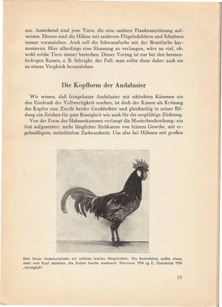 aus. Anziehend sind jene Tiere, die eine saubere Flankenzeichnung auf-
 weisen. Ebenso sind die Hiihne mit sauberen Flügelschildern und SchuItern
 immer vorzuziehen. Auch solI die Schwanzfarbe mit der Brustfarbe har-
 monieren. Hier alIerdings eine Siiumung zu verlangen, wiire zu viel, ob-
 wohl solche Tiere immer bestechen. Dieser Vorzug ist nur bei den hennen-
 fiedrigen Rassen, z. B. Sebright, der FalI, man solIte diese daher auch nie
 zu einem Vergleich heranziehen.



                     Die Kopfform der Andalusier
   Wir wissen, daB feingebaute Andalusier mit schlechten Kiimmen nie
den Eindruck der VolIwertigkeit machen, ist doch der Kamm als Kronung
des Kopfes eine Zierde beider Geschlechter und gleichzeitig in seiner Bil-
dung ein Zeichen für gute Rassigkeit wie auch für die sorgfiiltige Züchtung.
   Von der Form des Hahnenkammes verlangt die Musterbeschreibung: ein
fest aufgesetzter, mehr liinglicher Stehkamm von feinem Gewebe, mit re-
gelmiiBigem, mitteItiefem Zackenschnitt. Vm also bei Hiihnen mit groBen




Sehr feiner Andalusierhahn mit schanen breiten Hauptsicheln. Die Kammfahne mü6te etwas
mehr vom Kapf abstehen, die Zacken breiter erwünscht. Hannover 1954 S9 E; Osnabrück 1954
.varzü9Iich'.

                                                                                     15
 