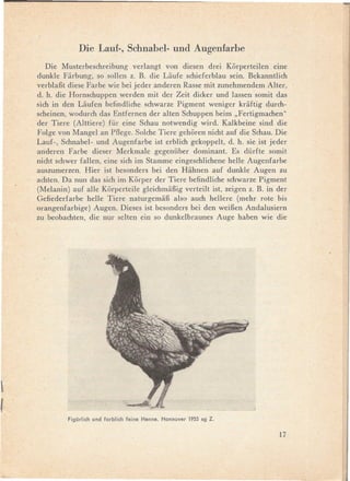 Die Lauf-, Schnabel- und Augenfarbe
       Die Musterbeschreibung     verlangt von diesen drei Korperteilen eine
    dunkle Fiirbung, so sollen z. B. die Liiufe schieferblau sein. Bekanntlich
    verblaBt diese Farbe wie bei jeder anderen Rasse mit zunehmendem Alter,
    d. h. die Hornschuppen werden mit der Zeit dicker und lassen somit das
    sich in den Liiufen befindliche schwarze Pigment weniger kriiftig durch-
    scheinen, wodurch das Entfernen der alten Schuppen beim "Fertigmachen"
    der Tiere (Alttiere) für eine Schau notwendig wird. Kalkbeine sind die
    Folge von Mangel an Pflege. Solche Tiere gehoren nicht auf die Schau. Die
    Lauf-, Schnabel- und Augenfarbe ist erblich gekoppelt, d. h. sie ist jeder
    anderen Farbe dieser Merkmale gegenüber dominant. Es dürfte somit
    nicht schwer fallen, eine sich im Stamme eingeschlichene helle Augenfarbe
    auszumerzen. Hier ist besonders bei den Hiihnen auf dunkle Augen zu
    achten. Da nun das sich im Korper der Tiere befindliche schwarze Pigment
    (Melanin) auf alle Korperteile gleichmiiBig verteilt ist, zeigen z. B. in der
    Gefiederfarbe helle Tiere naturgemiiB also auch hellere (mehr rote bis
    orangenfarbige) Augen. Dieses ist besonders bei den weiBen Andalusiern
    zu beobachten, die nur selten ein so dunkelbraunes Auge haben wie die




1


f
             Fi9ürlich und farblich feine Henne. Hannover 1955 59 Z.

                                                                              17
 