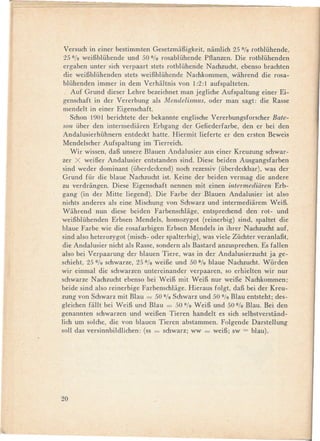 Versuch in einer bestimmten GesetzmaBigkeit, namlich 25 OJorotblühende,
 25 OJoweiBblühende und 50 OJorosablühende Pflanzen. Die rotblühenden
 ergaben unter sich verpaart stets rotblühende Nachzucht, ebenso brachten
 die weiBblühenden stets weiBblüheJide Nachkommen, wahrend die rosa-
 blühenden immer in dem Verhaltnis von 1:2: 1 aufspalteten.
    Auf Grund dieser Lehre bezeichnet man jegliche Aufspaltung einer Ei-
 genschaft, in der Vererbung als Mendelismus, oder man sagt: die Rasse
 mendelt in einer Eigenschaft.
    Schon 1901 berichtete der bekannte englische Vererbungsforscher Bate-
 son über den intermediaren Erbgang der Gefiederfarbe, den er bei den
 Andalusierhühnern       entdeckt hatte. Hiermit lieferte er den ersten Beweis
 Mendelscher Aufspaltung im Tierreich.
    Wir wissen, daB unsere Blauen Andalusier aus einer Kreuzung schwar-
 zer X weiBer Andalusier entstanden sind. Diese beiden Ausgangsfarben
 sind weder dominant (überdeckend) noch rezessiv (überdeckbar), was der
 Grund für die blaue Nachzucht ist. Keine der beiden vermag die andere
 zu verdrangen. Diese Eigenschaft nennen mit einen intermediiiren Erb-
 gang (in der Mitte liegend). Die Farbe der Blauen Andalusier ist al so
 nichts anderes als eine Mischung von Schwarz und intermediarem WeiB.
 Wahrend nun diese beiden Farbenschlage, entsprechend den rot- und
 weiBblühenden Erbsen Mendels, homozygot (reinerbig) sind, spaltet die
blaue Farbe wie die rosafarbigen Erbsen Mendels in ihrer Nachzucht auf,
 sind also heterozygot (misch- oder spalterbig), was viele Züchter veranlaBt,
 die Andalusier nicht als Rasse, sondern als Bastard anzusprechen. Es fallen
also bei Verpaarung der blauen Tiere, was in der Andalusierzucht ja ge-
schieht, 25 OJoschwarze, 25 OJoweiBe und 50 % blaue Nachzucht. Würden
wir einmal die schwarzen untereinander verpaaren, so erhielten wir nur
schwarze Nachzucht ebenso bei WeiB mit WeiB nur weiBe Nachkommen;
beide sind also reinerbige Farbenschlage. Hieraus folgt, daB bei der Kreu-
zung von Schwarz mit Blau = 50 OJo       Schwarz und 50 OJo BIau entsteht; des-
gleichen fallt bei WeiB und Blau = 50 % WeiB und 50% BIau. Bei den
genannten schwarzen und weiBen Tieren handelt es sich selbstverstand-
lich um solche, die von blauen Tieren abstammen. Folgende DarsteIlung
soll das versinnbildlichen:     (ss = schwarz; ww = weiB; sw = blau).




20
 