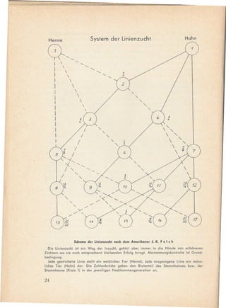 r

         Henne                                       System der Linienzucht                                 Hahn



     (}'"
       I                                 "
           I                                         '- '- "
           I           
           I                
           I                    
           I                        
           I                            
           I                                
           I                                    
           I
           I
           I
           I                                                                             ",,-
           I                                                                               "-
           I                                                                               
                                                                                               
                                                                                                       ""
                                                                                                        7
                                                                                                      8




                       "
                            ""                  ./
                                                     ./
                                      V
                        ./ ./               "




                                    Schema der Linienzucht nach dem Amerikaner J. K. F e I e h

       Die Linienzuchl isl ein Weg der In~uchl, gehort aber immer in die Honde van erfahrenen
    Züchtern wa sie auch entsprechend bleibenden Erfalg bringt. Abstammungskanlralle isl Grund-
    bedingung.
       Jede gestrichelte Linie slellt ein weibliches Tier (Henne), jede ausgezogene linie ein monn-
    liches Tier (Hahn) dar. Die Zahlenbrüche geben den Blulanleil des Stammhahnes bzw. der
    Slammhenne (Kreis 1) in der jeweiligen Nachkommengeneration an.

    24
 