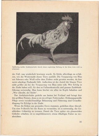 Fehlfarbig wei6er Andalusierhahn   (durch elwas ungünslige Slellung isl die feine linie nichl zu
erkennen).


der Fall, was wiederholt bewiesen wurde. Es bliebe allerdings zu erfah-
ren, wie die Weiterzucht dieser Tiere ausfiillt. Die Verpaarung von Blau
mit Schwarz oder WeiB sollte dem Züchter nicht geraten werden, da hier
meist scheckige Nachzucht fiillt. AuBerdem ist der Anteil der blauen Tiere
nicht groBer als bei der Verpaarung von Blau unter sich. Wer Erfolg in
der Zucht haben will, für den ist Fallnestkontrolle und genaue Zuchtbuch-
führung notwendig. Man kann hierbei nie alles im Kopfe behalten und
"Wer schreibt, der bleibt".                                              .
   Das Andalusierhuhn     gedeiht am besten bei Freilauf und bringt hier
den groBten Nutzen, denn es ist ein eifriger Futtersucher. OrdnungsgemiiBe
PfIege sowie vorschriftsmiiBige Behausung und Fütterung sind Grundbe-
dingung für Erfolge in der Zucht.
   Wenn die Küken aus gesunden Eiern stammen, gedeihen diese überall.
Um eine Frühreife bei der Rasse zu vermeiden, ist es notwendig, die Ge-
schlechter frühzeitig zu trennen. Damit die Tiere spiiter ein glanzreiches
Gefieder erhalten, ist es empfehlenswert, etwas olhaltiges Futter zu ver-
abreichen.

                                                                                            25
 