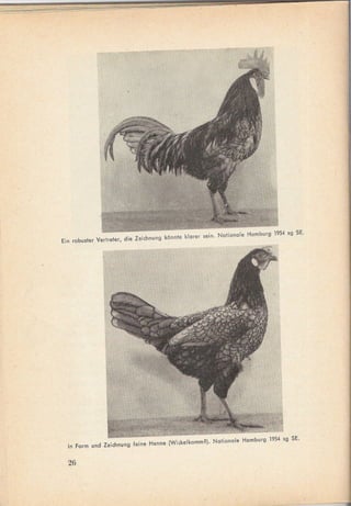Ein robuster Vertreter,   die Zeichnung   konnte klorer   sein. Notionale    Hamburg    1954 sg SE.




                                                                                       J
  In Farm und Zeichnung      feine   Henne (Wickelkamm?).     Nationale     Hamburg    1954 .g SE.


  26




                                                                                                      -   .
 