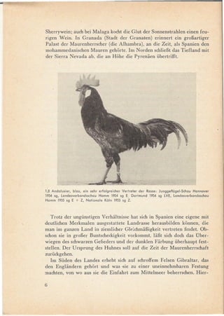 .
    Sherrywein; auch bei Malaga kocht die Glut der Sonnenstrahlen einen feu-
    rigen Wein. In Granada (Stadt der Granaten) erinnert ein groBartiger
    Palast der Maurenherrscher (die Alhambra), an die Zeit, als Spanien den
    mohammedanischen Mauren gehorte. 1m Norden schlieBtdas Tiefland mit
    der Sierra Nevada ab, die an Hohe die Pyrenaen übertrifft.




    1,0 Andalusier, blau, ein sehr erfol9reicher Vertreter der Rasse: Jun9geflügel-Schau Hannover
    1954 S9, landesverbandsschau   Hamm 1954 S9 E. Dortmund 1954 S9 lVE, landesverbandsschau
    Hamm 1955 S9 E + Z, Nationale K61n1955S9 Z.



       Trotz der ungünstigen Verhaltnisse hat sich in Spanien eine eigene mit
    deutlichen Merkmalen ausgestattete Landrasse herausbilden konnen, die
    man im ganzen Land in ziemlicher G1eichmaBigkeit vertreten findet. Ob-
    schon sie in groBer Buntscheckigkeit vorkommt, laBt sich doch das über-
    wiegen des schwarzen Gefieders und der dunklen Farbung überhaupt fest-
    stellen. Der Ursprung des Huhnes so11auf die Zeit der Maurenherrschaft
    zurückgehen.
       1m Süden des Landes erhebt sich auf schroffem Felsen Gibraltar, das
    den Englandern gehort und was -sie zu einer uneinnehmbaren Festung
    machten, von wo aus sie die Einfahrt zum Mittelmeer beherrschen. Hier-

    6
 