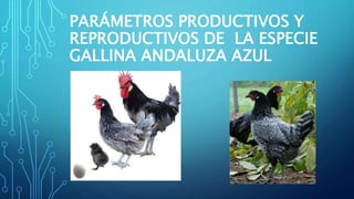 PARÁMETROS PRODUCTIVOS Y
REPRODUCTIVOS DE LA ESPECIE
GALLINA ANDALUZA AZUL
 