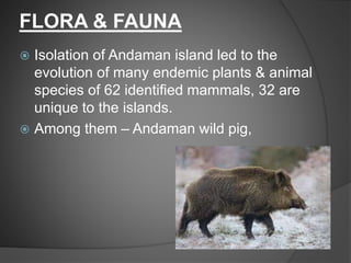FLORA & FAUNA
 Isolation of Andaman island led to the
evolution of many endemic plants & animal
species of 62 identified mammals, 32 are
unique to the islands.
 Among them – Andaman wild pig,
 