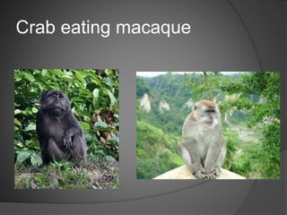 Crab eating macaque
 