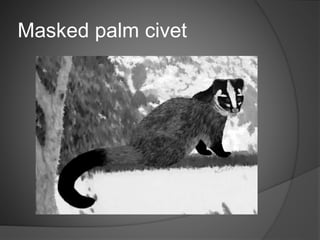 Masked palm civet
 