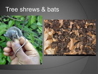 Tree shrews & bats
 