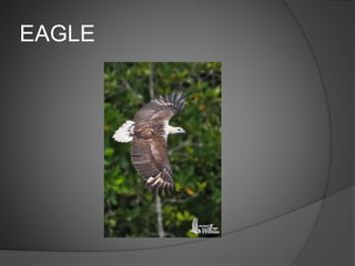 EAGLE
 