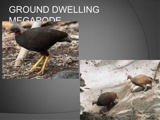 GROUND DWELLING
MEGAPODE
 
