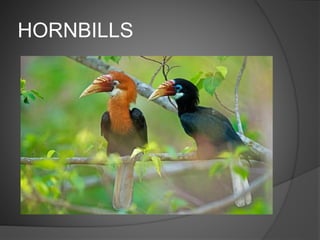 HORNBILLS
 