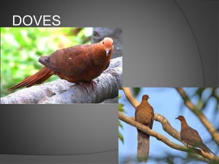DOVES
 