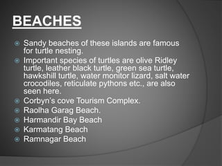 BEACHES
 Sandy beaches of these islands are famous
for turtle nesting.
 Important species of turtles are olive Ridley
turtle, leather black turtle, green sea turtle,
hawkshill turtle, water monitor lizard, salt water
crocodiles, reticulate pythons etc., are also
seen here.
 Corbyn’s cove Tourism Complex.
 Raolha Garag Beach.
 Harmandir Bay Beach
 Karmatang Beach
 Ramnagar Beach
 