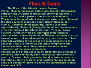 The flora of the islands include Banana,
Vazha,(Musaparadisiaca), Colocassia, Chambu (Colocassia
antiquarum) Drumstic moringakkai (Moringa Oleifera) ,
Bread Fruit, Chakka (Artocarpus incisa) wild almond
(Terminalia Catappa) which are grown extensively. Some of
the shrub jungles plant like Kanni (Scaevolakeeningil),
Punna, (Calaphylluminophyllum), Chavok (Casurina
equisetifolia), Cheerani (Thespesia Populnea) are unevenly
grown throughout the island. Coconut, Thenga (Cacos
nucifera) is the only crop of economic importance in
Lakshadweep. These are found in different varieties such as
Laccadive micro, Laccadive ordinary, green dwarf etc. Two
different varieties of sea grass are seen adjacent to the
beaches. They are known as Thalassia hemprichin and
Cymodocea isoetifolia. They prevent sea erosion and
movement of the beach sediments.
The marine life of the sea is quite elaborate and difficult to
condense. The commonly seen vertebrates are cattle and
poultry. Oceanic birds generally found in Lakshadweep are
Tharathasi (Sterna fuscata) and Karifetu (Anous solidus).
They are generally found in one of the uninhabited islands
known as PITTI.
 